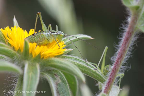 Natuurfoto's Corfu