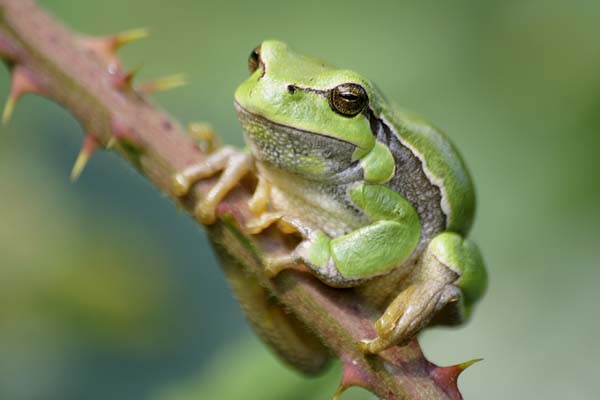 Natuurfoto's amphibien en Reptielen