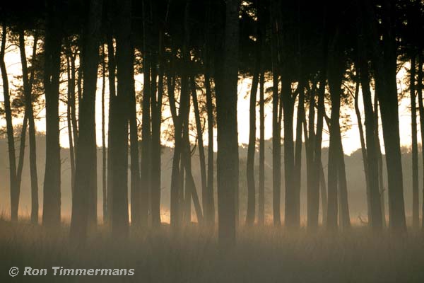 Natuurfoto's natuurgebieden Nederland