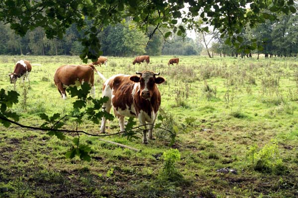 Natuurfoto's Nationaal Landschap Het Groen Woud