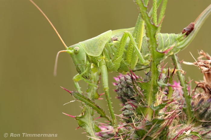 Natuurfoto's insecten