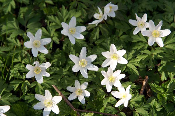 Natuurfoto's planten