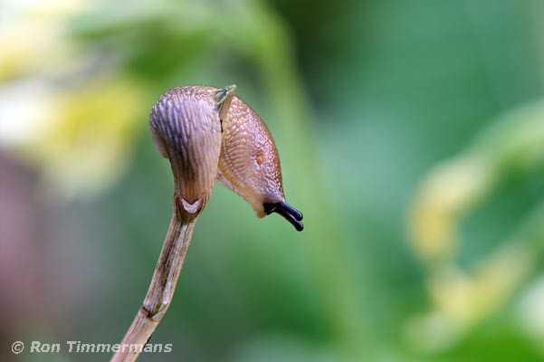 Natuurfoto's slakken