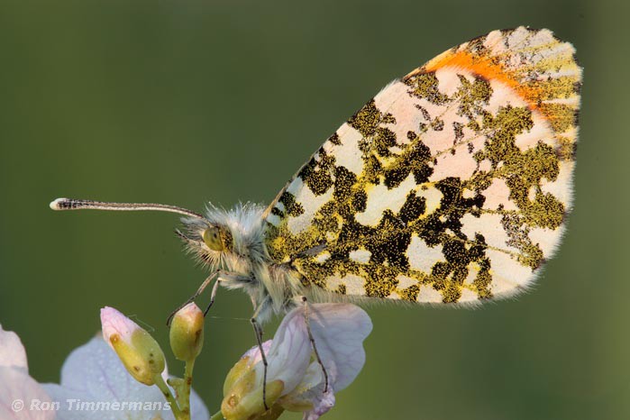 Natuurfoto's vlinders