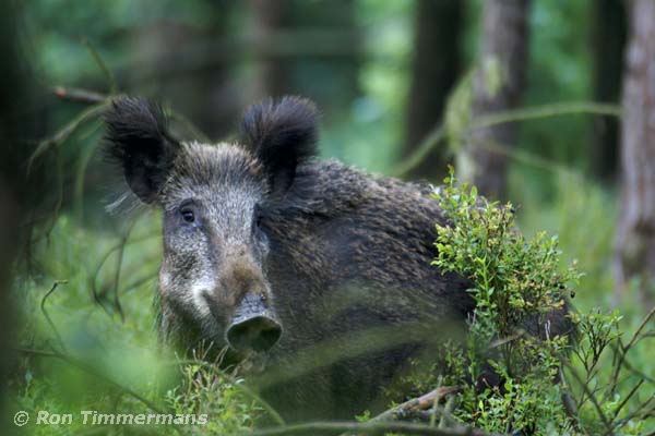 Natuurfoto's zoogdieren