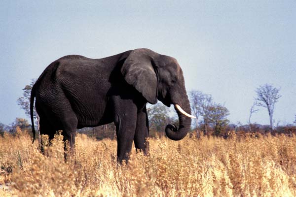 Botswana